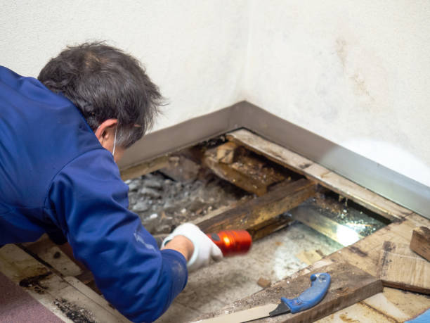 Attic Mold Removal in Stratford, WI