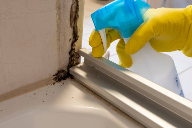 Best Attic Mold Removal  in Stratford, WI