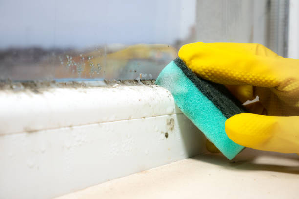 Professional Mold Removal in Stratford, WI
